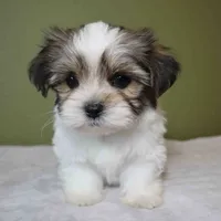 Enzo, a male Shih Tzu and Mal Shi for sale in Los Angeles, CA – 5 of 7