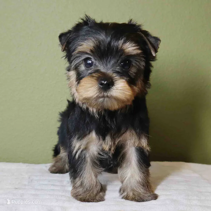 Marlo – Yorkshire Terrier puppy for sale in Los Angeles, CA