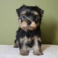 Marlo, a male Yorkshire Terrier for sale in Los Angeles, CA – 1 of 5