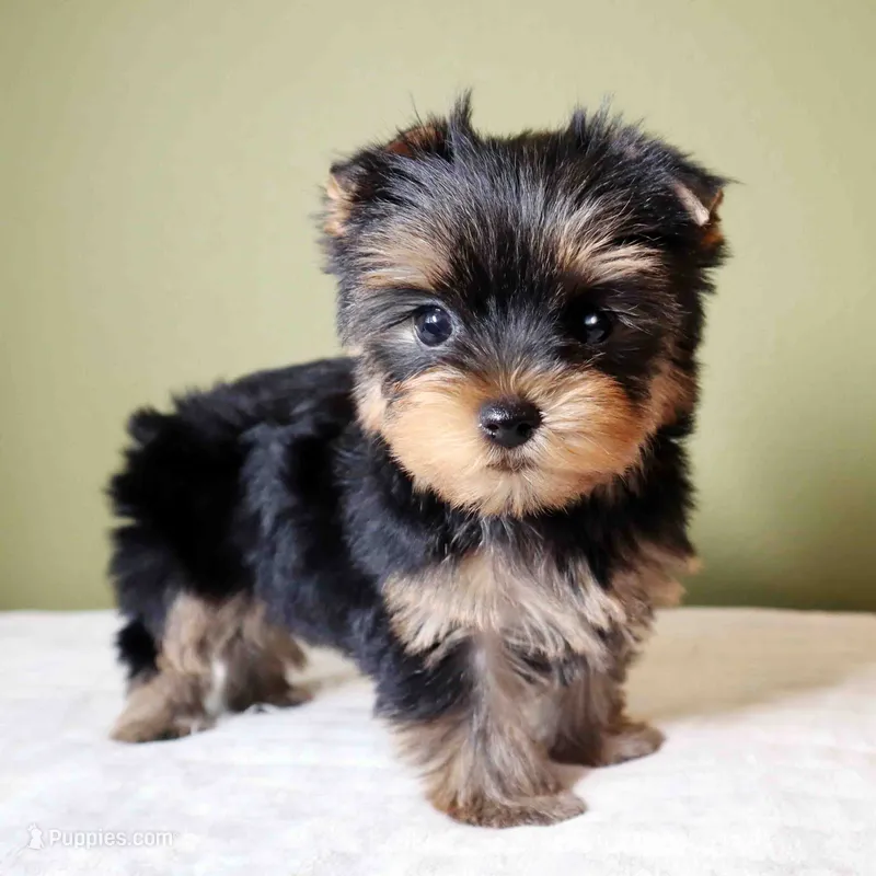 Bowie – Yorkshire Terrier puppy for sale in Los Angeles, CA