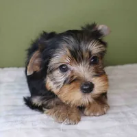 Peridot , a female Yorkshire Terrier for sale in Los Angeles, CA – 4 of 4