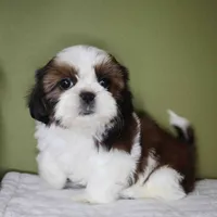 Aster, a female Shih Tzu for sale in Los Angeles, CA – 5 of 5