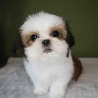 Cherry, a female Shih Tzu for sale in Los Angeles, CA – 3 of 5