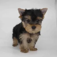 Daisy, a female Yorkshire Terrier for sale in Los Angeles, CA – 2 of 5