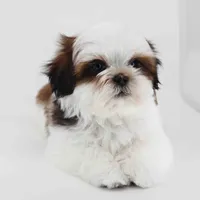 Skye, a male Shih Tzu for sale in Los Angeles, CA – 4 of 6