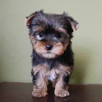 Ruby, a female Yorkshire Terrier for sale in Los Angeles, CA – 5 of 5