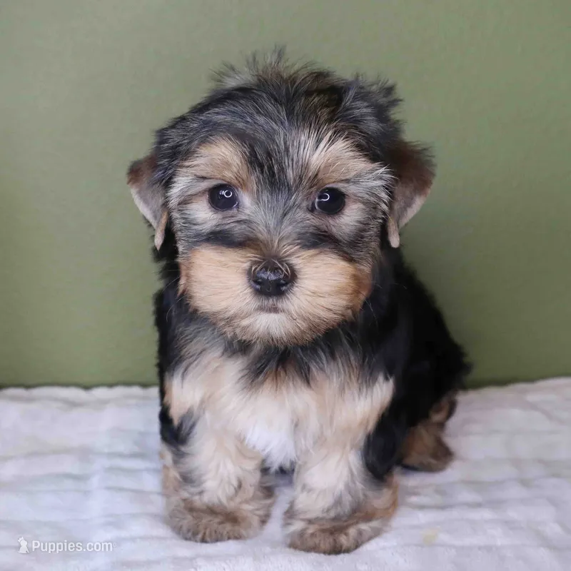 August – Yorkshire Terrier puppy for sale in Los Angeles, CA