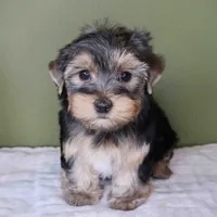 August, a male Yorkshire Terrier for sale in Los Angeles, CA – 1 of 5