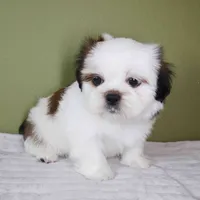 Ray, a male Shih Tzu for sale in Los Angeles, CA – 2 of 5