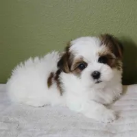 Lumi, a female Shih Tzu and Mal Shi for sale in Los Angeles, CA – 4 of 6