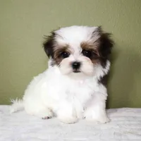 Mochi, a female Maltese and Mal Shi for sale in Los Angeles, CA – 3 of 6