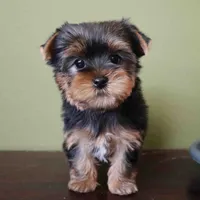 Ruby, a female Yorkshire Terrier for sale in Los Angeles, CA – 3 of 5