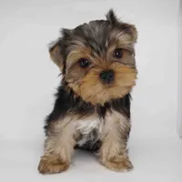 Sunny, a male Yorkshire Terrier for sale in Los Angeles, CA – 5 of 5