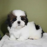 Rio, a male Shih Tzu for sale in Los Angeles, CA – 5 of 5
