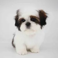 Teddy, a male Shih Tzu for sale in Los Angeles, CA – Photo 2 of 5