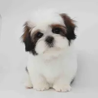Teddy, a male Shih Tzu for sale in Los Angeles, CA – Photo 1 of 5