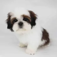 Teddy, a male Shih Tzu for sale in Los Angeles, CA – Photo 5 of 5