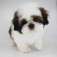 Teddy, a male Shih Tzu for sale in Los Angeles, CA – Photo 4 of 5