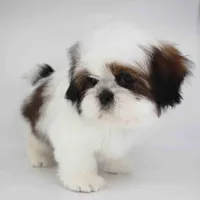 Teddy, a male Shih Tzu for sale in Los Angeles, CA – Photo 3 of 5