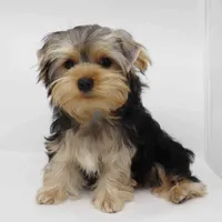 Hera, a female Yorkshire Terrier for sale in Los Angeles, CA – 2 of 4