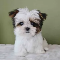 T-cup Lulu, a female Shih Tzu and Mal Shi for sale in Los Angeles, CA – 2 of 5
