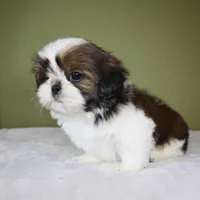 Koda, a female Shih Tzu for sale in Los Angeles, CA – 4 of 5