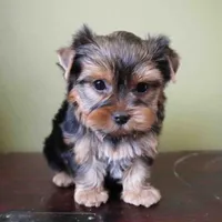 Summer, a male Yorkshire Terrier for sale in Los Angeles, CA – 2 of 5