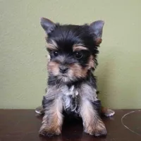 Leo, a male Yorkshire Terrier for sale in Los Angeles, CA – 2 of 5