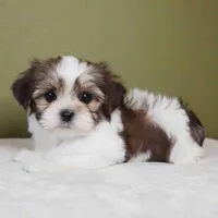 Enzo, a male Shih Tzu and Mal Shi for sale in Los Angeles, CA – 2 of 7