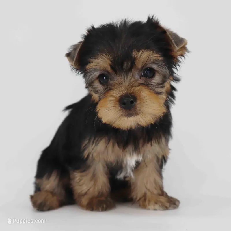 Adora – Yorkshire Terrier puppy for sale in Los Angeles, CA