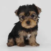 Adora, a female Yorkshire Terrier for sale in Los Angeles, CA – Photo 1 of 5