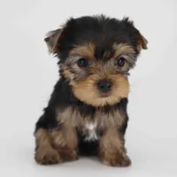 Adora, a female Yorkshire Terrier for sale in Los Angeles, CA – Photo 2 of 5