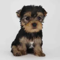 Adora, a female Yorkshire Terrier for sale in Los Angeles, CA – Photo 4 of 5