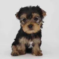 Adora, a female Yorkshire Terrier for sale in Los Angeles, CA – Photo 3 of 5