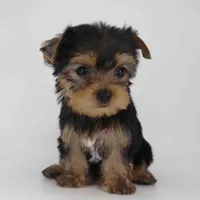 Adora, a female Yorkshire Terrier for sale in Los Angeles, CA – Photo 5 of 5