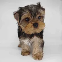 Sunny, a male Yorkshire Terrier for sale in Los Angeles, CA – 4 of 5