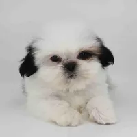Tiny Arlo, a male Shih Tzu for sale in Los Angeles, CA – Photo 2 of 5