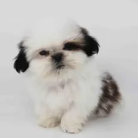 Tiny Arlo, a male Shih Tzu for sale in Los Angeles, CA – Photo 5 of 5