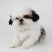 Tiny Arlo, a male Shih Tzu for sale in Los Angeles, CA – Photo 4 of 5