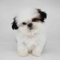Tiny Arlo, a male Shih Tzu for sale in Los Angeles, CA – Photo 3 of 5