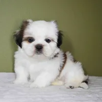 Ray, a male Shih Tzu for sale in Los Angeles, CA – 1 of 5
