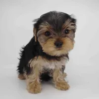 Tulip, a male Yorkshire Terrier for sale in Los Angeles, CA – 2 of 5
