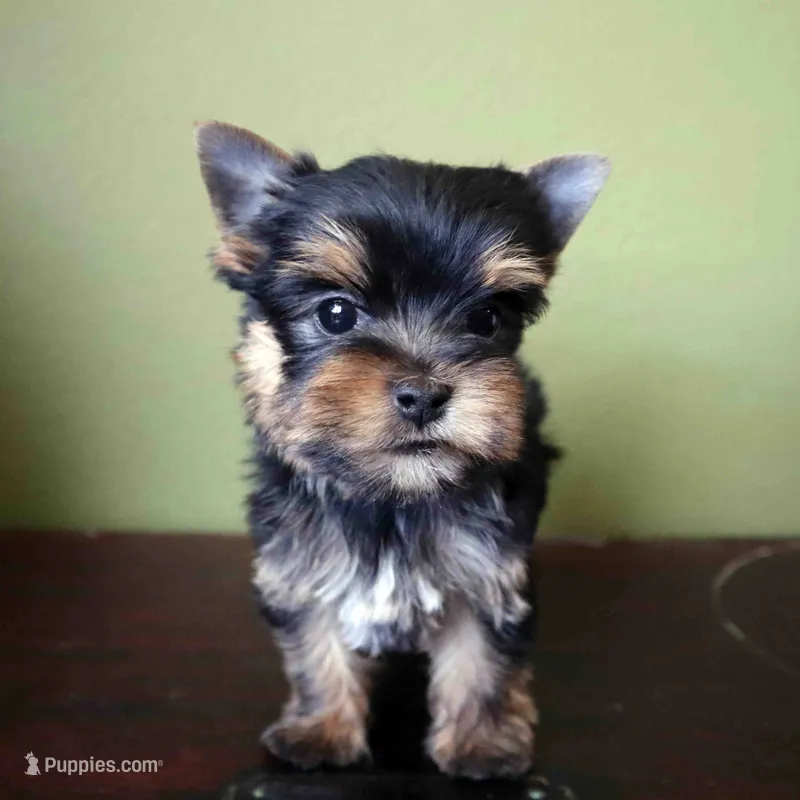 Leo – Yorkshire Terrier puppy for sale in Los Angeles, CA