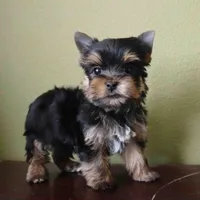Leo, a male Yorkshire Terrier for sale in Los Angeles, CA – 5 of 5