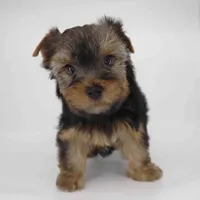 Mochi, a male Yorkshire Terrier for sale in Los Angeles, CA – 4 of 5