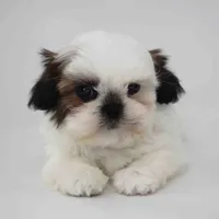 Ginger, a female Shih Tzu for sale in Los Angeles, CA – Photo 3 of 4