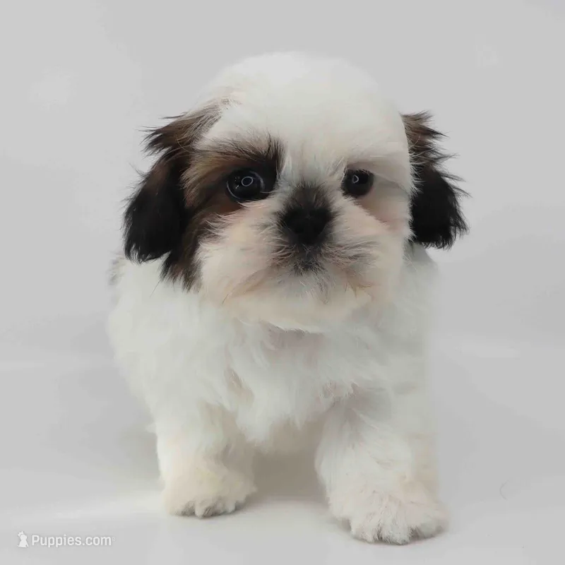 Ginger – Shih Tzu puppy for sale in Los Angeles, CA