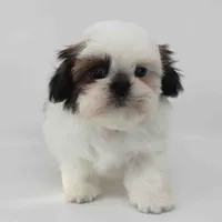 Ginger, a female Shih Tzu for sale in Los Angeles, CA – Photo 2 of 4