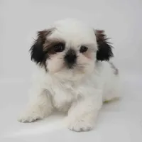 Ginger, a female Shih Tzu for sale in Los Angeles, CA – Photo 3 of 4