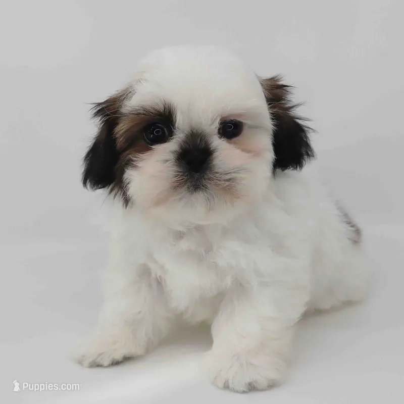 Ginger – Shih Tzu puppy for sale in Los Angeles, CA